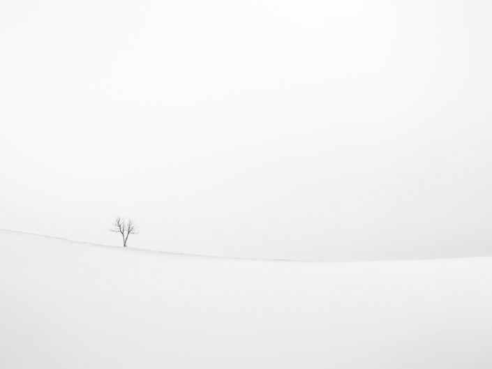 Arbres blancs