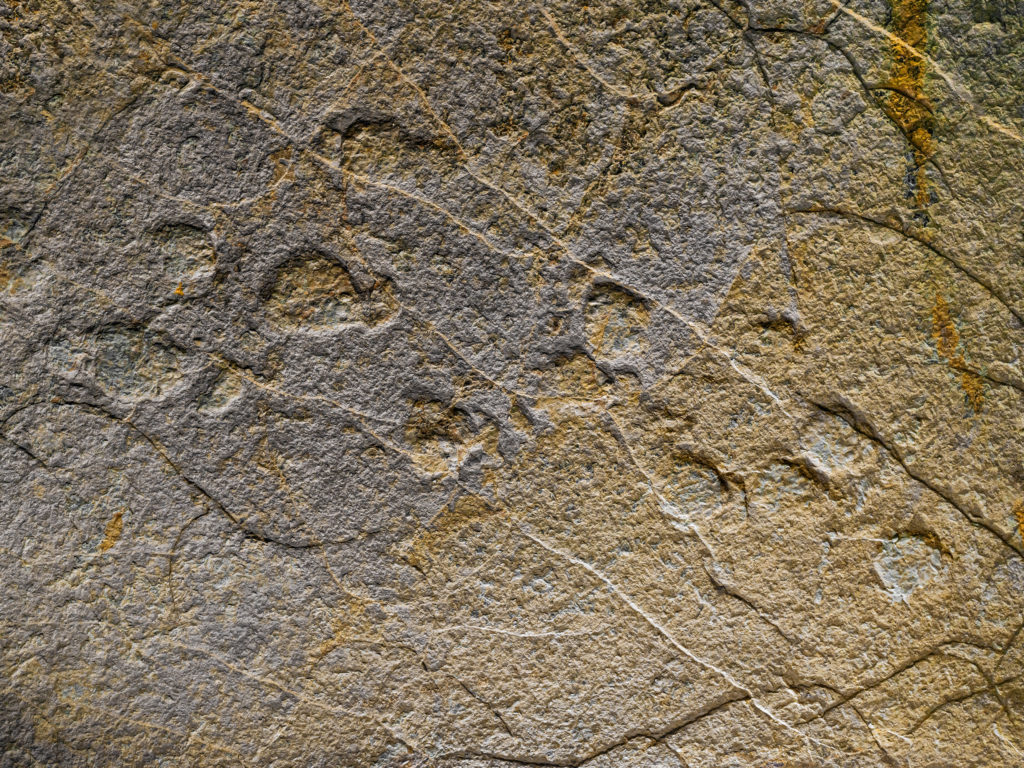 Empreintes de sauropodes dans la grotte de Castelbouc N°4