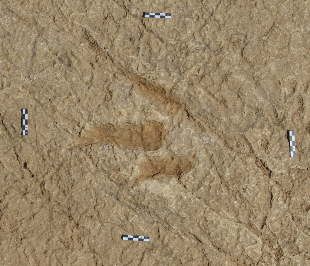 Empreinte de dinosaure numérisée 